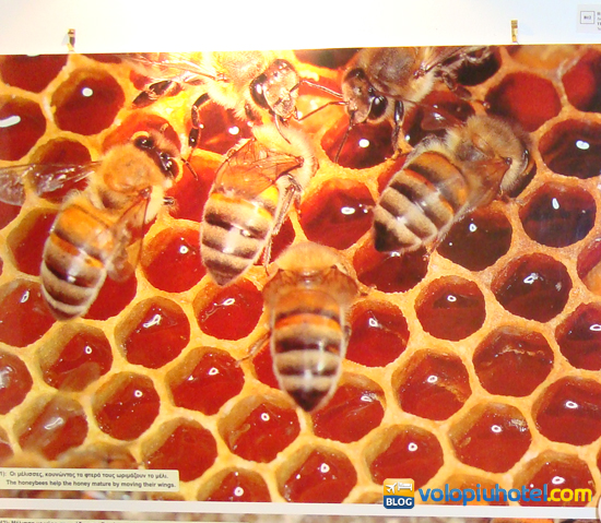 Pannelli all'interno del Bee Museum