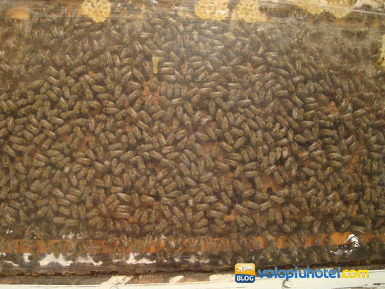 Api e comportamento in alveare al Bee Museum
