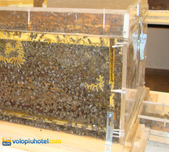 Teca con api all'interno al Bee Museum