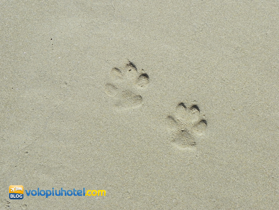 Impronte di cane sulla spiaggia