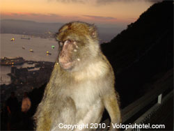 Visita alla Rocca di Gibilterra e alle scimmie