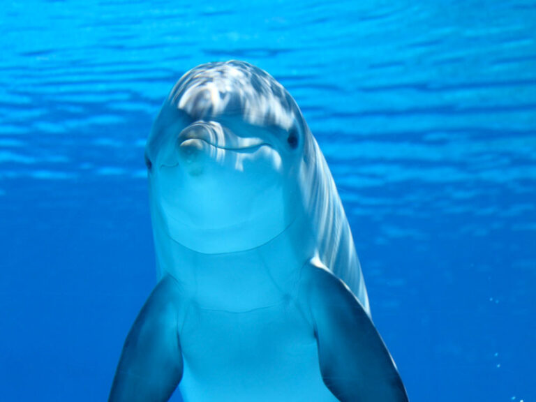 I Parchi Tematici di Riccione e Dintorni: le Riaperture